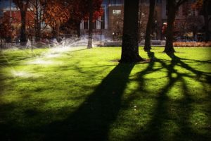 grass with sprinkler