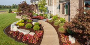 plants in front home landscaping